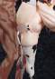 Amane Sopra Illustrated by Asanagi Regular Version (Original Character) PVC-Statue 1/5 43cm Pure 