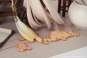 Ningguang re-run (Genshin Impact) PVC-Statue 1/7 27cm miHoYo 